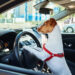 viaje de auto con perro
