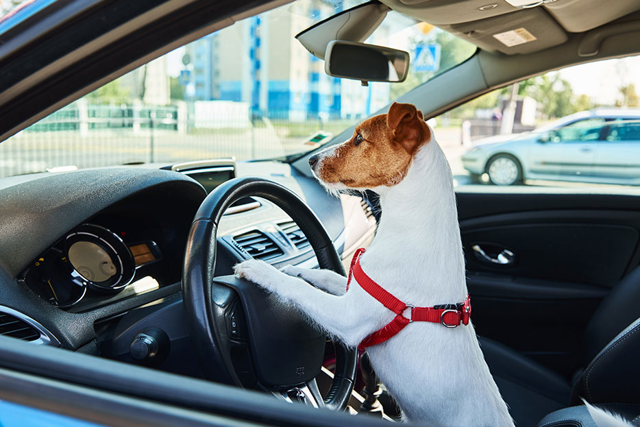 Consejos para un viaje en auto con tu mascota