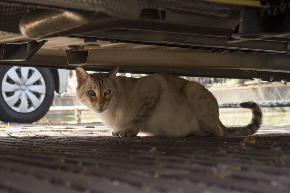 <strong>Qué hacer en caso de que un gato se haya metido al motor de tu auto</strong>